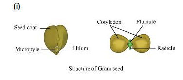 (ii) V.S. of maize seed