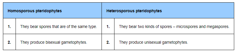 (iii) Homosporous and heterosporous pteridophyte12