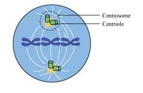 organising the spindle fibres and astral rays during cell division. They form the basal body of cilia and flagella.
