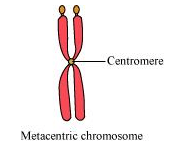 two equal arms is known as a metacentric chromosome.