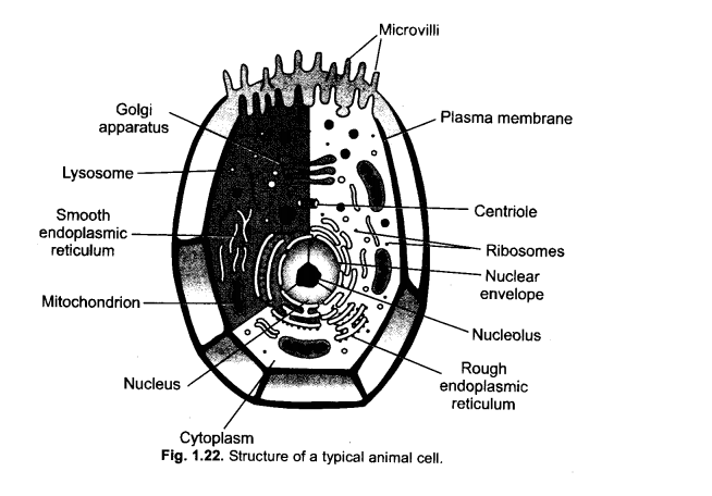 Draw a neat labelled diagram of an animal cell.