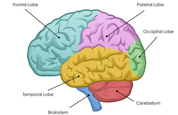 brain