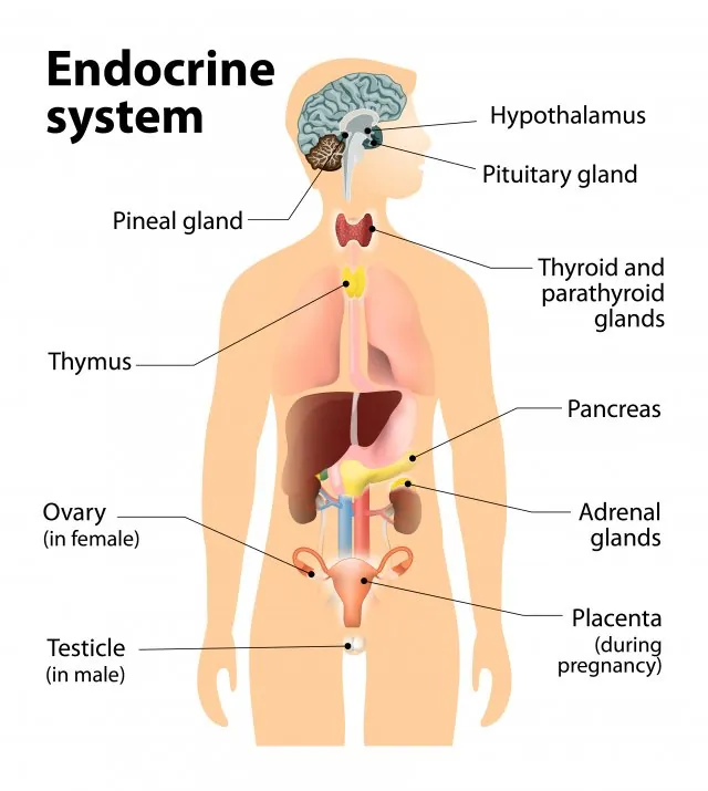 Endocrine system