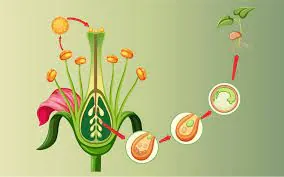 How Do Organisms Reproduce Class 10 Notes