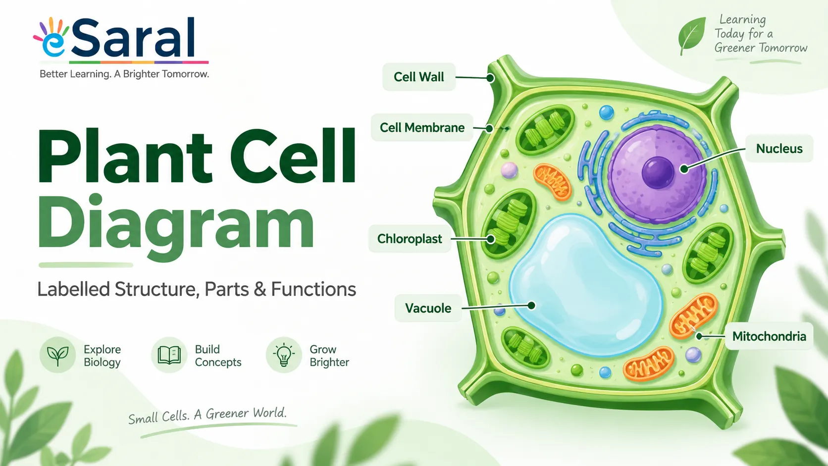 Plant Cell Diagram: Labelled Structure, Parts and Functions